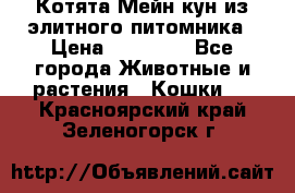 Котята Мейн-кун из элитного питомника › Цена ­ 20 000 - Все города Животные и растения » Кошки   . Красноярский край,Зеленогорск г.